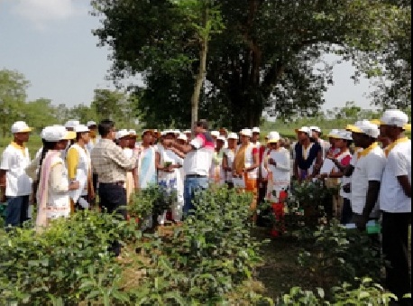 Field demonstration on young tea management.